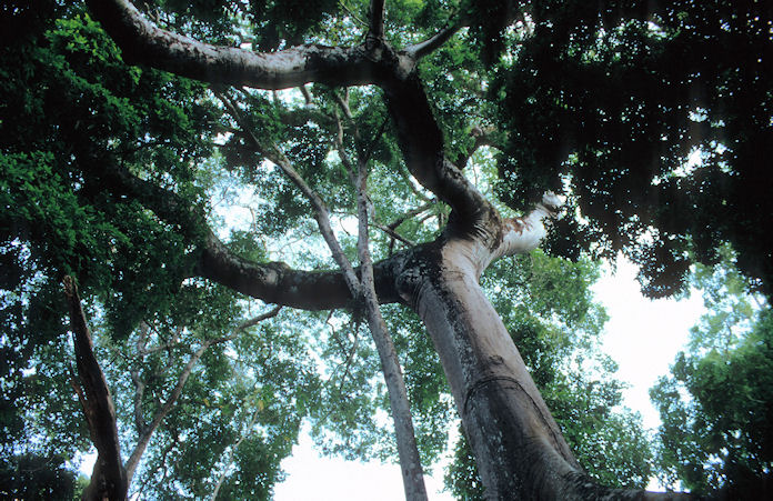 Mittelamerika 1993 1994-02-043.jpg